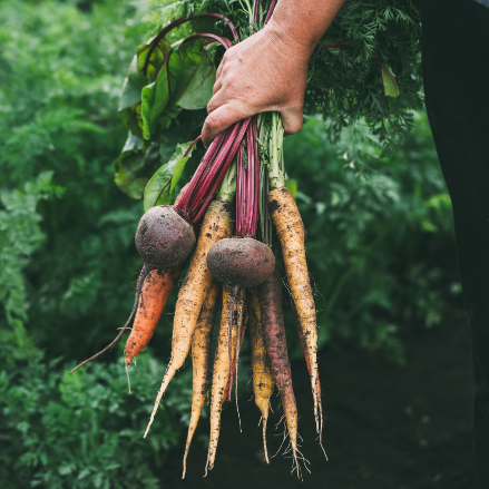 Triodos Bank: Partnering for a sustainable plate